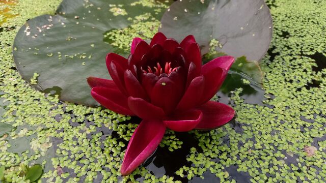 lilia black princess w oczku wodnym